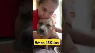 Our 5mos 15Kilos American Bully #trending #highlight #viral #dog #doglover #americanbully #dagul