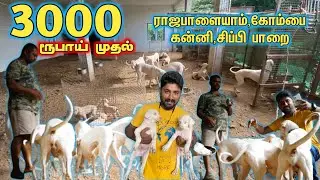 3000 ரூபாய் முதல் Raajapaalayam நாய் வாங்கலாம்- Country Dogs kennel in Coimbatore-Mr camera man