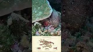 Познакомьтесь с крошечным стоматологом океана #КреветкаЧистильщик