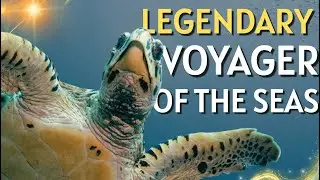 LEGENDARY VOYAGER OF THE SEAS: CARETTA CARETTA
