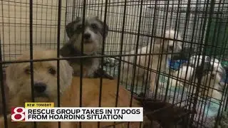 Rescue group takes in 17 dogs from hoarding situation
