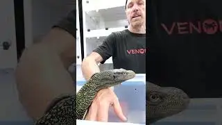 No Bite Training - Lizard Taming with Croc Monitors