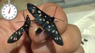 One-Minute Life Cycle: WASP Moth - Amata kruegeri marjana - Wasp moth from Turkey - Breeding