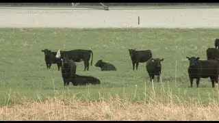 Grazing Wet Pastures - Bruce Anderson - May 22, 2015