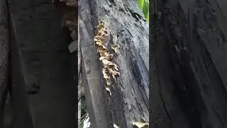 #shorts Wood decay fungi identification#Brown-Rot Fungi #shorts Mysterious Lives of Fungi 🍄🍄🍄