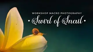 SWIRL OF SNAIL - MACRO PHOTOGRAPHY