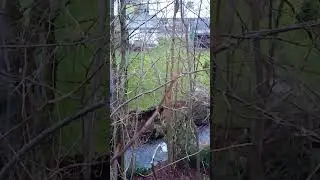 Reissender Bergbach am regenreichen Nordhang der Sauerlandberge bei Arnsberg