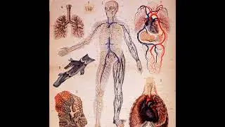 Episode 73 - Digestive system - Structures and functions