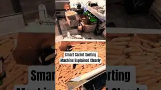 Innovation Automatic Carrot Sorting Machine Precision Tech
