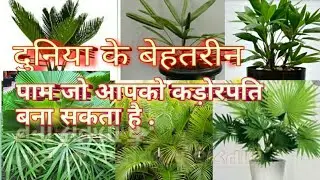 Areca  rhapis Phoenix umbrella zamia China fan  fish tail palm