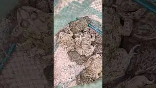 Natural Frog #farmer #countryside #farming #field #nature #rain #frogs #animals
