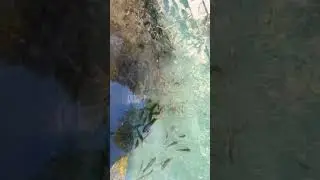 # short,#fish#water#