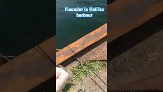 Caught a flounder in Halifax harbour