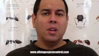 Pest Control - Bed Bug Treatment Jersey City NJ