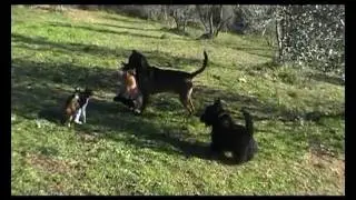 The brave cat, the bull and 3 dogs