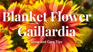 Blanket Flowers or Gaillardia: Grow and Care Tips