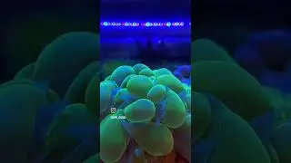 🌊 Bubble Coral  The Bubbly Beauty of Your Reef! 🌊 #BubbleCoral #coral #reeftank #coralreef #aquarium