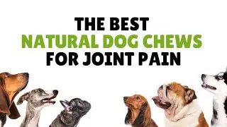 The Best Natural Dog Chews for Joint Pain