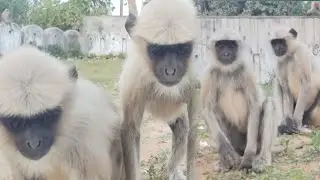 Calm Langur Sitting in Natural Habitat 🐒 | Wildlife Observation Film. #langur #monkey #monkeys 