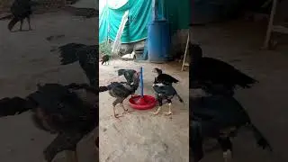 peru chicks # 3 months sale video #Kollamarket 9391591090