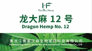 Dragon Hemp No. 12&mdash;&mdash;Family Hemp&lsquo;s independent intellectual property seed strain certificate！