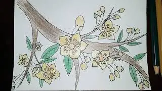 Vẽ hoa mai ☆ Vẽ hoa m&ugrave;a xu&acirc;n ☆nDraw apricot flowers ☆ Spring flower drawing