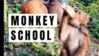 Monkey school in Thailand | Smart Monkeys picking coconuts