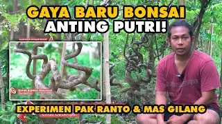 BARU!!! BONSAI ANTING PUTRI VERSI PAK RANTO | EXPERIMEN BARU | teknik | sancang asem waru serut