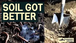 I Quit Digging My Soil&mdash;My Garden Exploded With Life (No-Dig Gardening Truth)