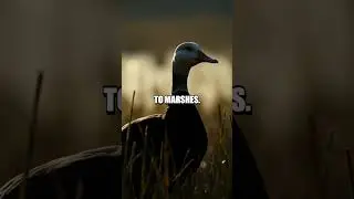 The Silent Ghost of the Pink-headed Duck