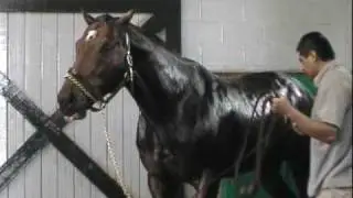 Airdrie Stud, Kentucky 2009 - Shower Time..!!