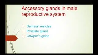 Male reproductive system- Accessory glands