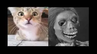 Cat Watches Psycho
