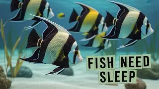 How Do Fish Sleep Without Getting Eaten?