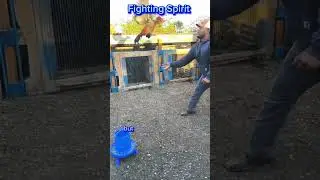 Gamefowl: Fighting Spirit #gamefowl #gamefowlbreeder