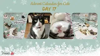 Advent Calendar for Cats Dein Bestes  2021: DAY 17
