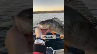 Late fall Perch🤙🏼 #fishing #autumn #perch #outdoors