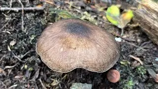 4K Pluteus cervinus Mushroom Identification