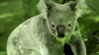 rear animals in world,rear animals,rear animals,rear animals,rear animals in world 2023