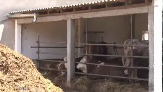 Svastarska poljoprivredna proizvodnja u selu Uzvece   U nasem ataru 491