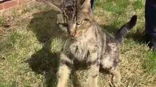 Cat in distress