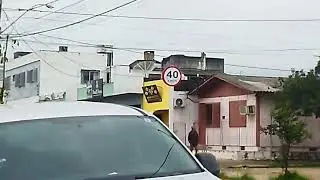 GATO POLAR
