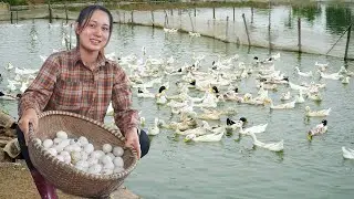 FULL VIDEO: How to Harvest Duck Eggs After 100 Days of Care - Taking Care of Pets | Green Life