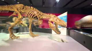 Experience The T-Rex At The Bullock Museum