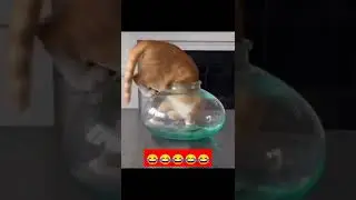 Zili Comedy Video 😂| Funny Videos | Tiktok Comedy Videos| FB Reel Comedy| Instagram Reel Comedy 02