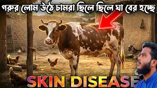 দেখি এইবার ​গরুর চর্মরোগ ও বহিঃপরজীবী কেমনে আক্রমণ চালায় | Cattle Skin Disease Treatment #farming 
