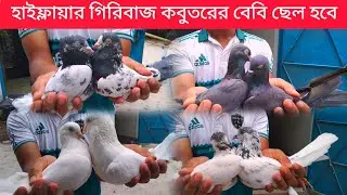 হাইফ্লায়ার গিরিবাজ কবুতরের বেবি কিনুন সরাসরি খামার থেকে। Highflyer Giribaj। Pigeon price 2025।