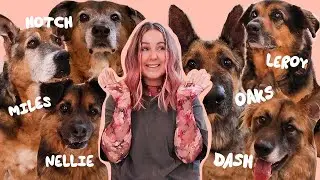 meet my 6 dogs! oaks, hotch, miles, dash, nellie + leroy
