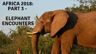 Africa 2018 - Part 3 - Elephant Encounters!