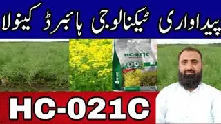 Production Technology Hybrid Canola HC-021C || Bilal Kanju Official